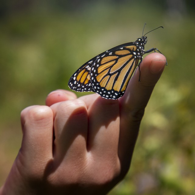 Monarch Butterflies Proposed for Endangered Species Listing