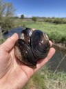 Mussel Rescue at Ochoco Preserve and Restoration Work Continues