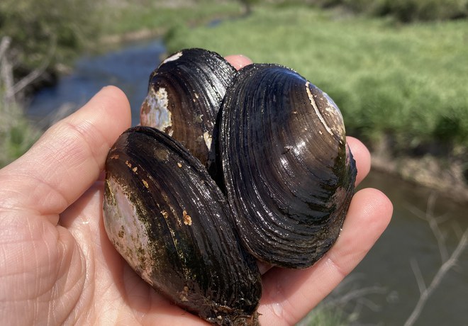 Mussel Rescue at Ochoco Preserve and Restoration Work Continues