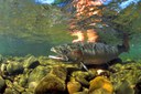 Native News Online Reports Record Numbers of Steelhead Return to the Deschutes River