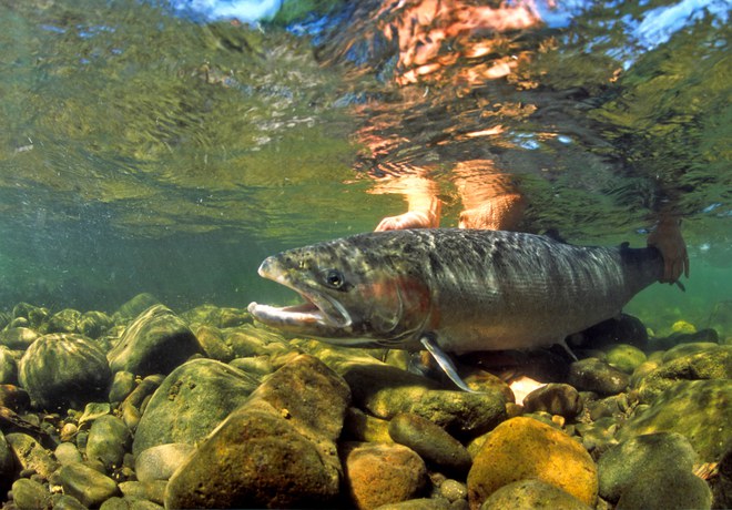 Native News Online Reports Record Numbers of Steelhead Return to the Deschutes River