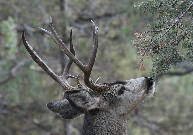 Skyline Forest + Other Winter Range Closures