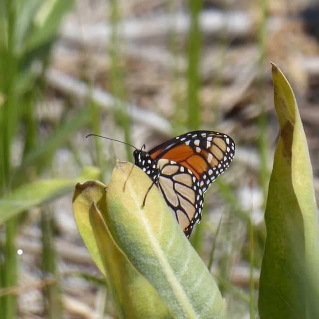Exciting Summer Butterfly Updates