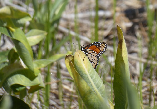 Exciting Summer Butterfly Updates