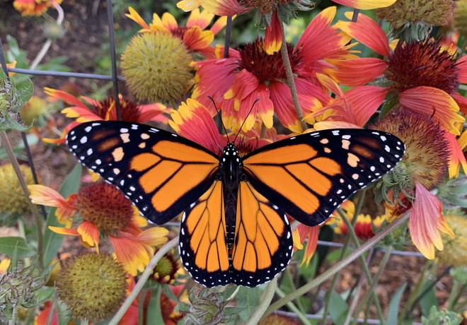 Western Monarch Butterfly Overwintering Numbers Fall