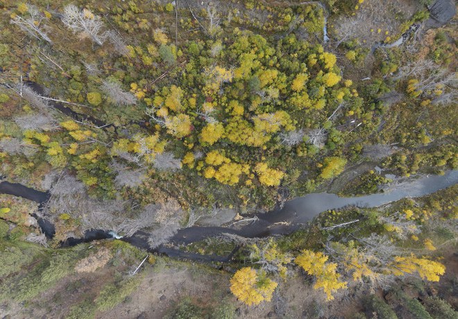 The Columbia Insight Reports Habitat restoration really works