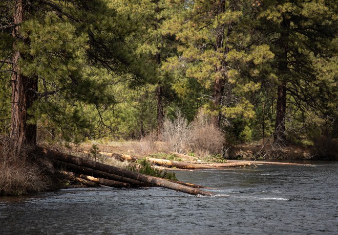 First Fish Redd Spotted at Metolius River Preserve