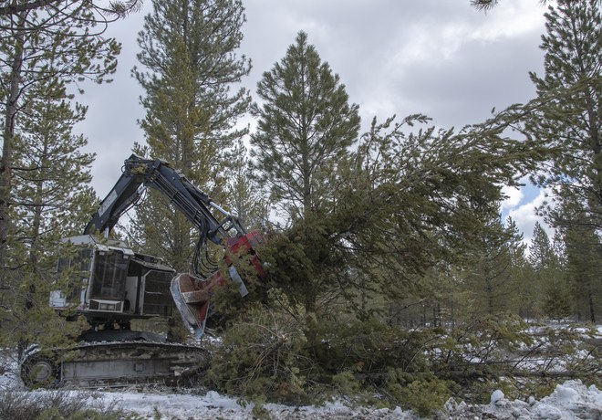 First Phase of Forest Restoration Underway at Paulina Creek Preserve