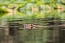 The Bulletin Reports on Beavers in Restored Section of Whychus Creek