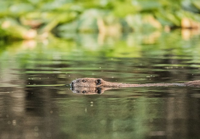 The Bulletin Reports on Beavers in Restored Section of Whychus Creek