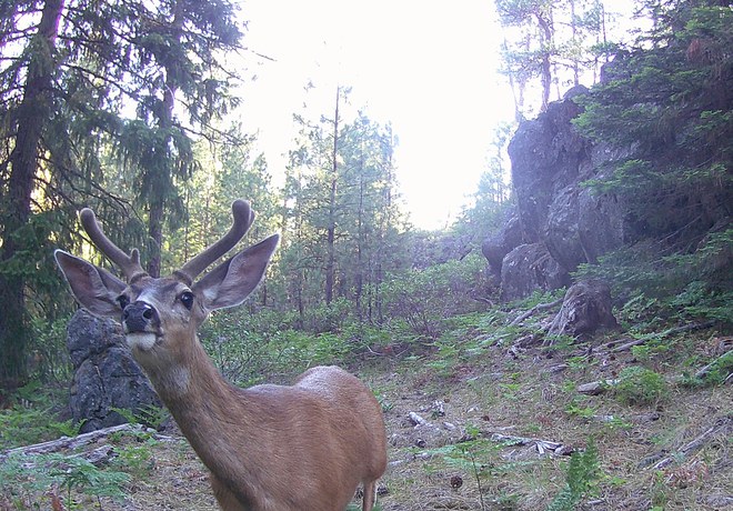 Deer Patrol